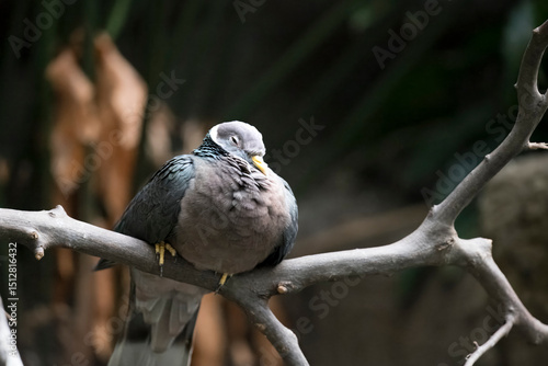 The Southern Band-Tailed Pigeon (Patagioenas albilinea).