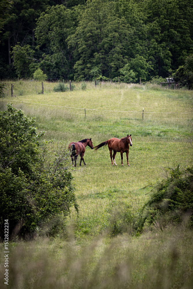 Fototapeta premium horses in the hill