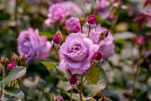 Close-up photo of a purple rose blooming in early summer
