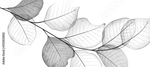 Black and white art background with transparent leaves or petals on a branch. Botanical banner for decor, print, wallpaper, textile, poster, print, interior design, packaging.
