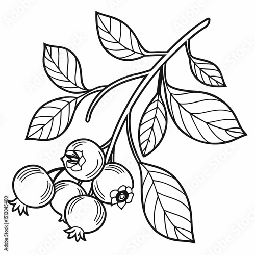 Simple black line drawing of a blueberry branch with leaves and berries, clean and minimal botanical illustration.