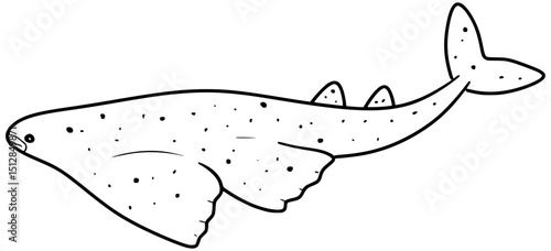 Pacific Angel Shark