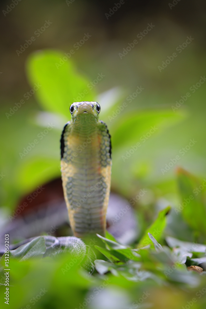 Fototapeta premium A juvenile king cobra, with its distinctive hood flared, rises from the lush green undergrowth, showcasing its striking pattern, 31 may 2025 Indonesia