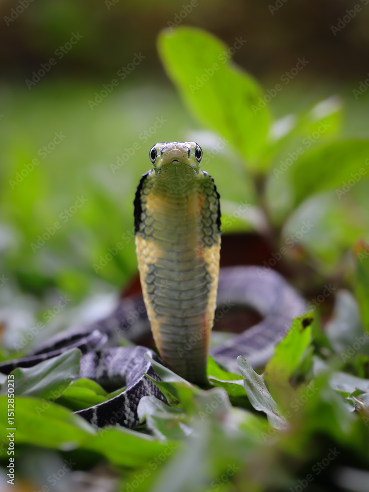 Fototapeta premium A juvenile king cobra, with its distinctive hood flared, rises from the lush green undergrowth, showcasing its striking pattern, 31 may 2025 Indonesia