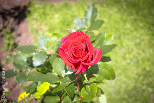 Wallpaper Mural Beautiful red garden rose, in Ecuador. Torontodigital.ca