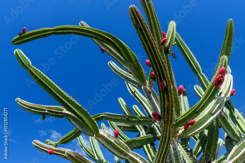 Fototapeta Naklejka Na Ścianę i Meble -  Mandacaru cactus with red fruits in the Caatinga biome of São João do Cariri, Paraíba, Brazil.
