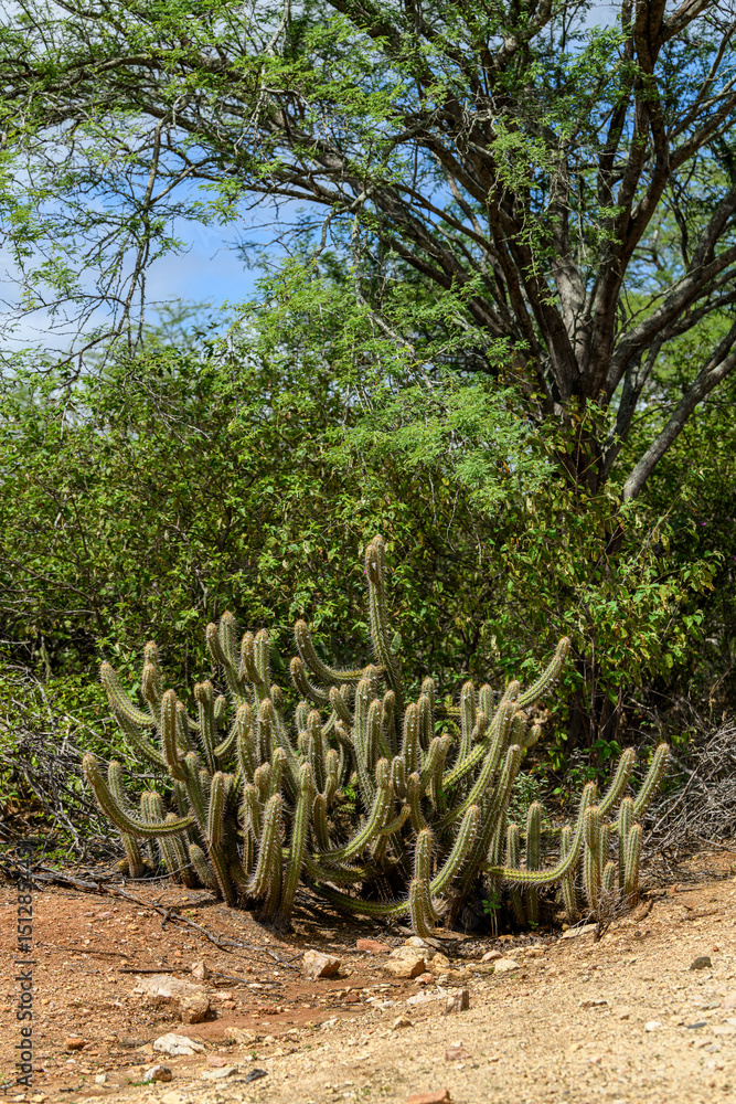 Xique-xique cactus in the Caatinga biome of São João do Cariri, Paraíba, Brazil. Xique-xique cactus in the Caatinga biome of São João do Cariri, Paraíba, Brazil.