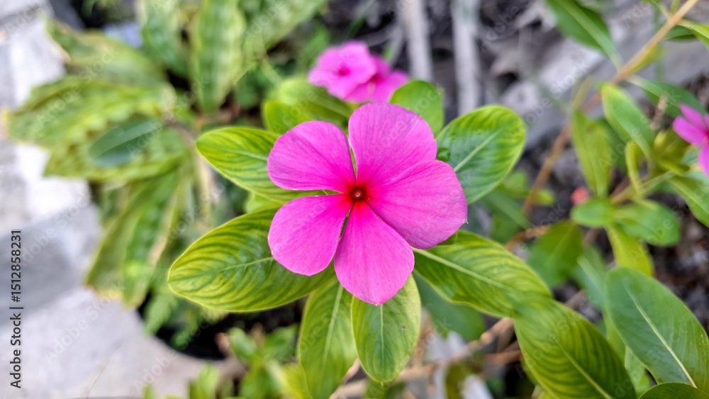 Beautiful pink Vinca flower (Catharanthus roseus) with green leaves and water pearls, symbolizing resilience and often used in herbal remedies. Beautiful pink Vinca flower (Catharanthus roseus) with green leaves and water pearls, symbolizing resilience and often used in herbal remedies.