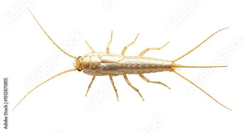 Detailed Closeup of a MetallicColored Springtail