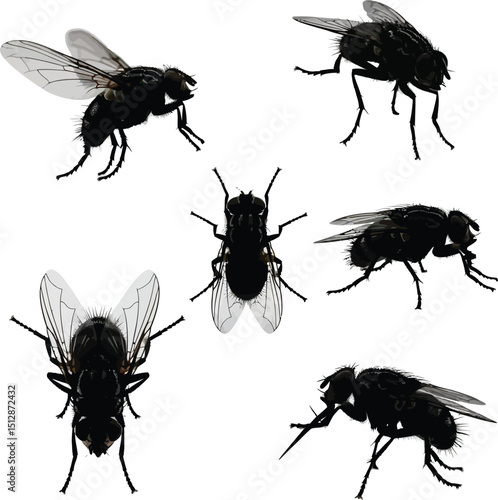 set of flies insects vector silhouette