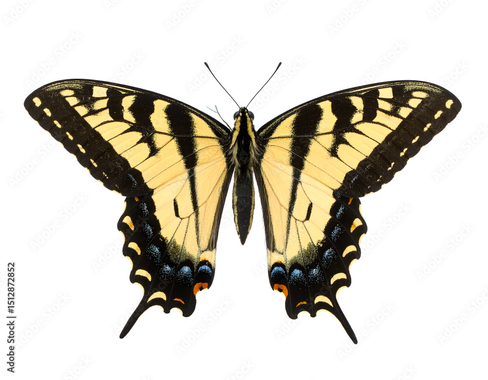 Fototapeta premium Colorful butterfly with striking patterns.