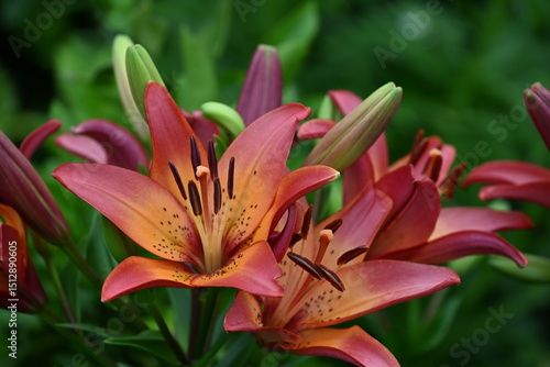 レッドオレンジ色のテッポウユリの花のアップ画像