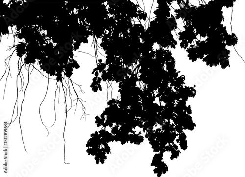 Vector illustration of natural oak branch