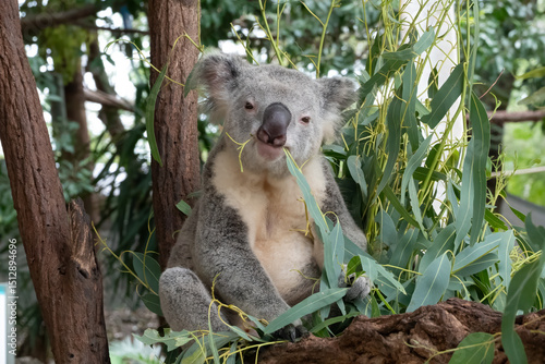 An avidly eating koala ((Phascolarctos cinereus) looks into the camera. Queensland, Australia