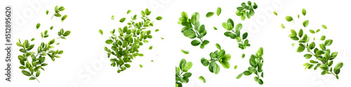 Lush greenery with vibrant leaves featuring various shapes, arranged elegantly for botanical design, perfect for nature-themed projects and artistic illustrations