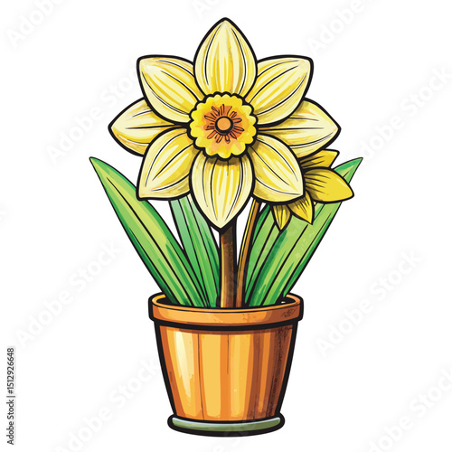 beautiful  daffodil flower on white background 
