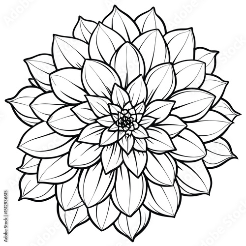 beautiful dahlia flower vector 