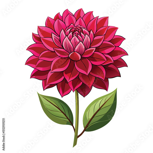 beautiful dahlia flower vector 