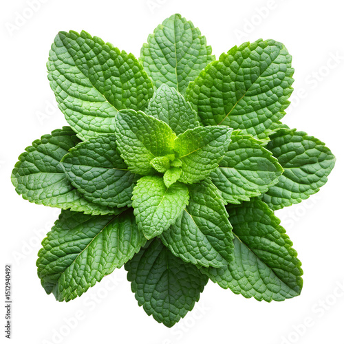 Fresh mint leaves forming a circle on a transparent background