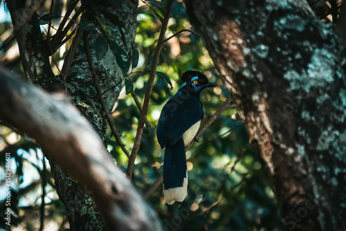 Canvas Print Magpie, black bird with beige and cyan details