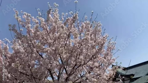 桜の花びらの美しい植物のショット、自然な壁紙