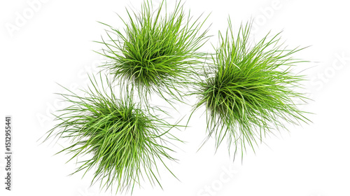 New Zealand hair sedge trees shape top view on white background