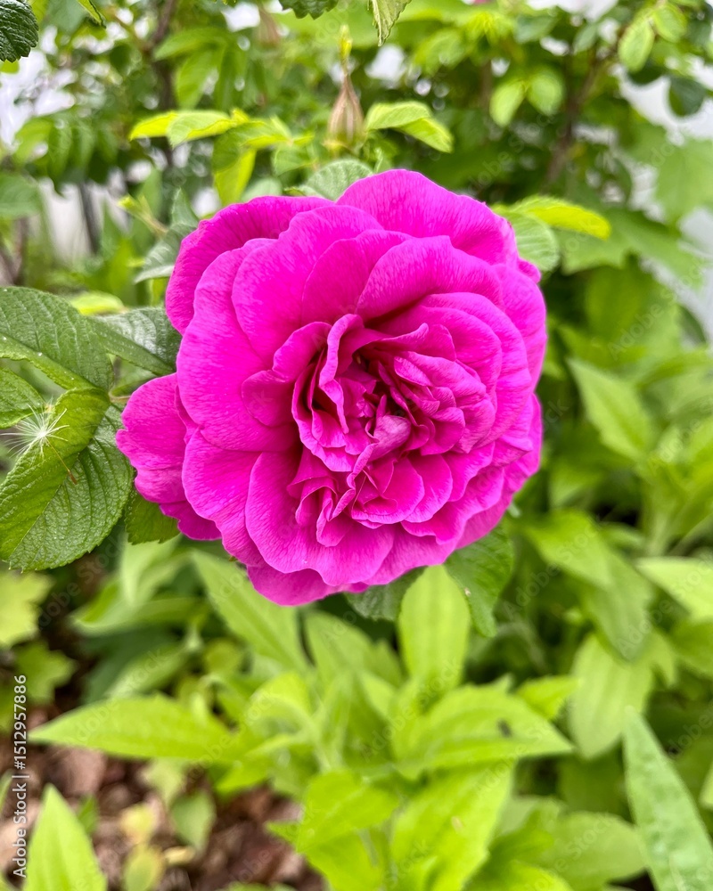Fototapeta premium Damask rose