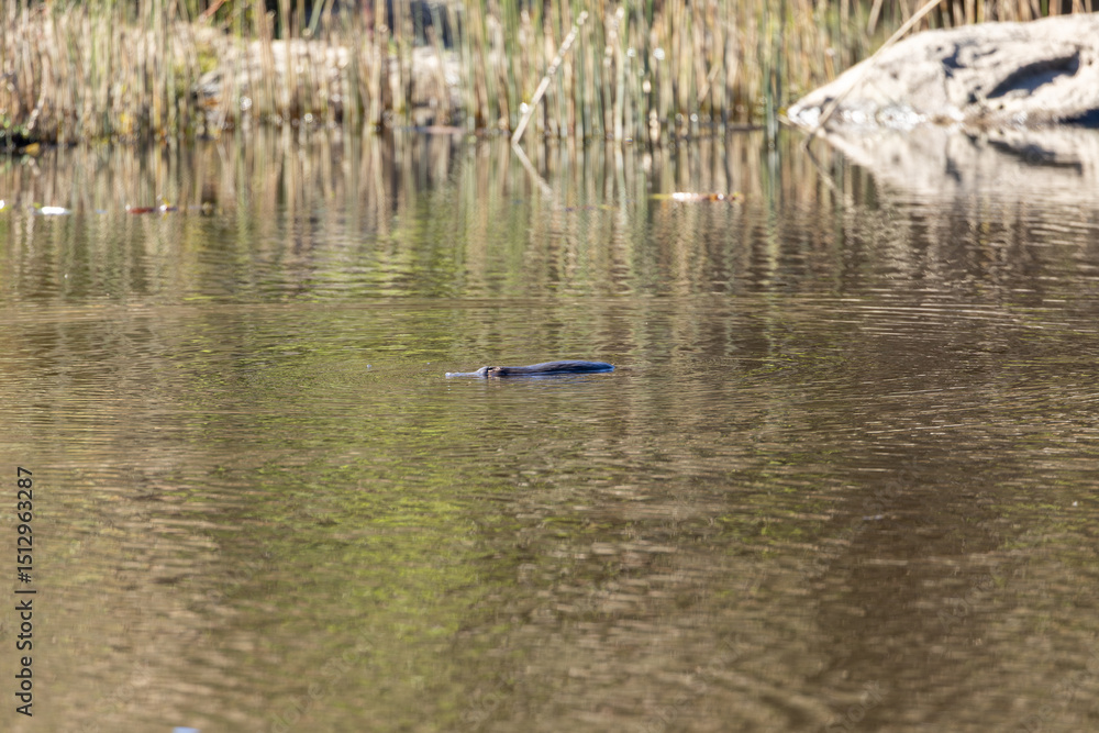 Fototapeta premium Silhouette of platypus (Ornithorhynchus anatinus) swimming in a calm river at an Australian wetland.
