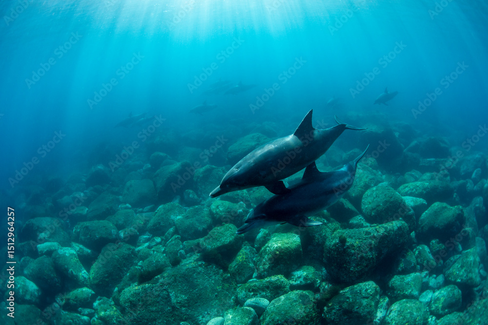 Fototapeta premium Wild dolphins swimming on the ocean floor