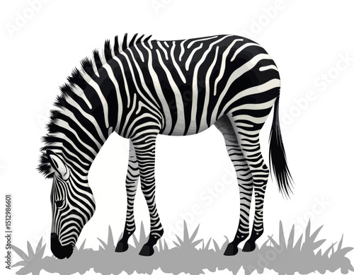 Black And White Zebra Grazing In Grassland Wildlife Animal Portrait