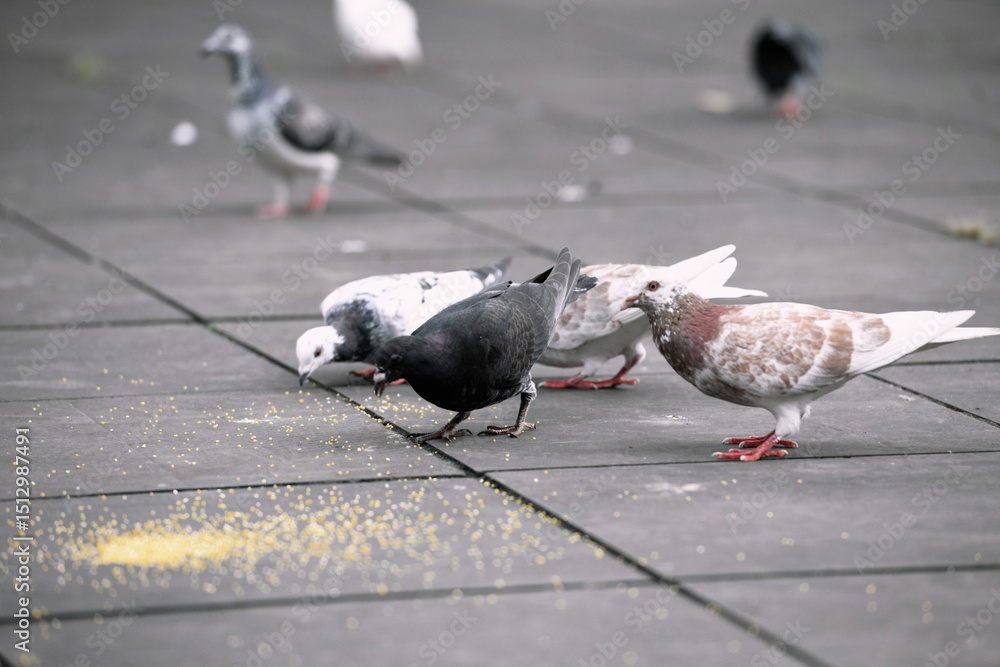Fototapeta premium Flock of Pigeons Pecking Feed on Grey Pavement