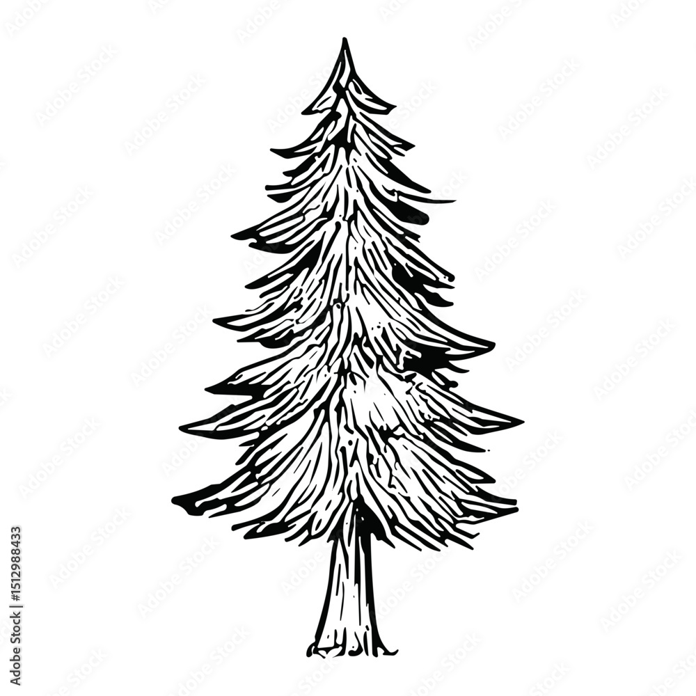 Fototapeta premium Pine Tree
