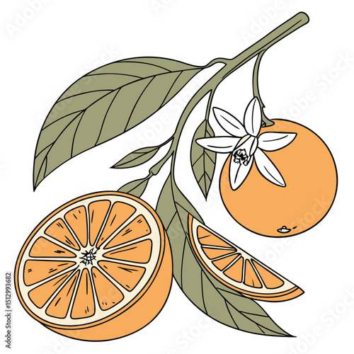 Orange A top citrus fruit; high in vitamin C and widely juiced