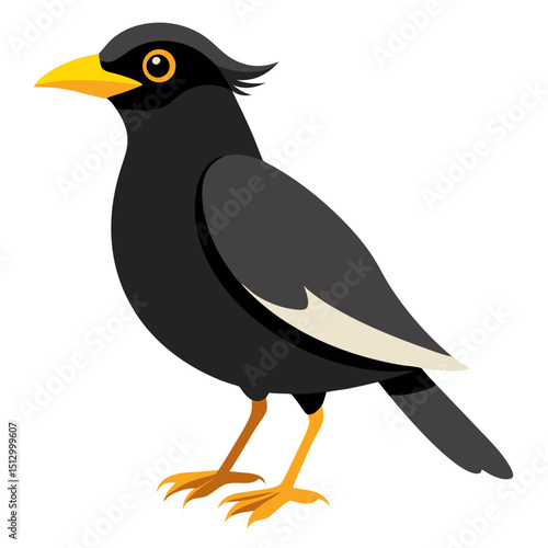 a black myna bird with yellow beak and legs, standing in a side view.
