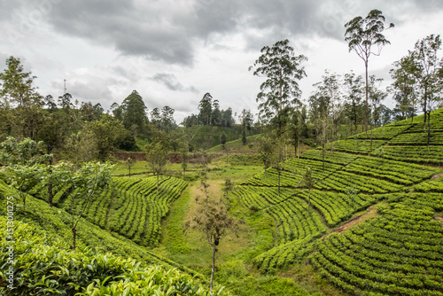 View of the beautiful Derryclare Tea Estate along the Pekoe Trail, Kotagala, Sri Lanka