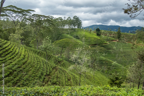 View of the beautiful Derryclare Tea Estate along the Pekoe Trail, Kotagala, Sri Lanka