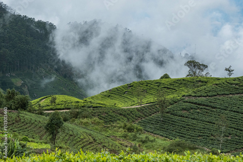 Tea plantations and fertile farms on the Pekoe Trail, Nuwara Eliya, Sri Lanka
