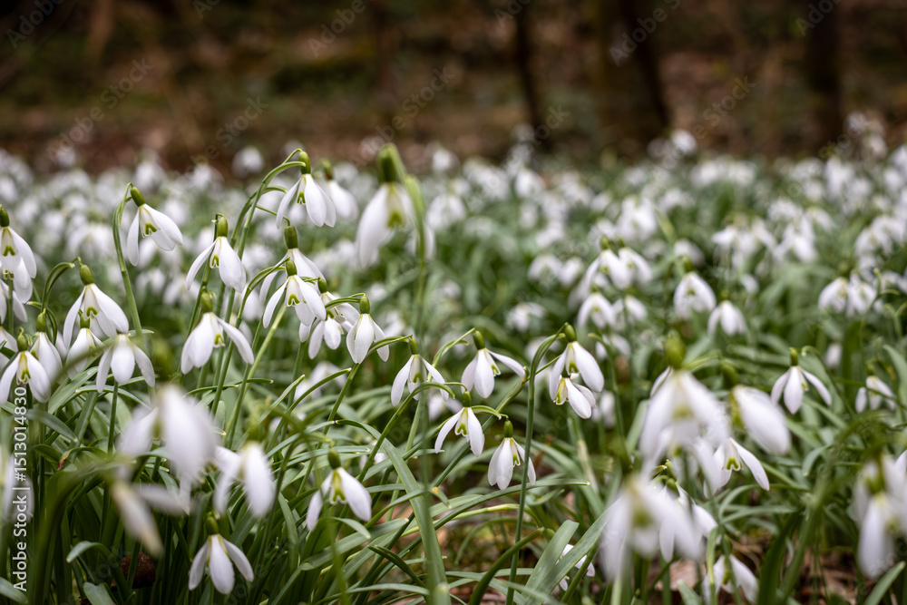 Fototapeta premium Schneeglöckchen im Frühling 
