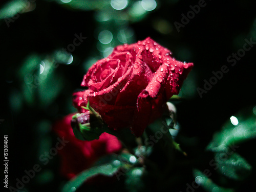 red rose with water drops in night