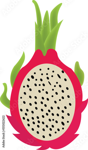 Dragon Fruit Illustration – Colorful Tropical Fruit Vector