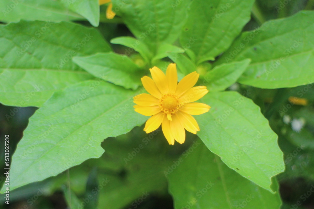 yellow flower with green leaves yellow flower with green leaves