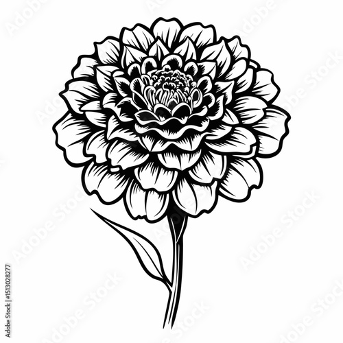 Merigold flower vector line art
