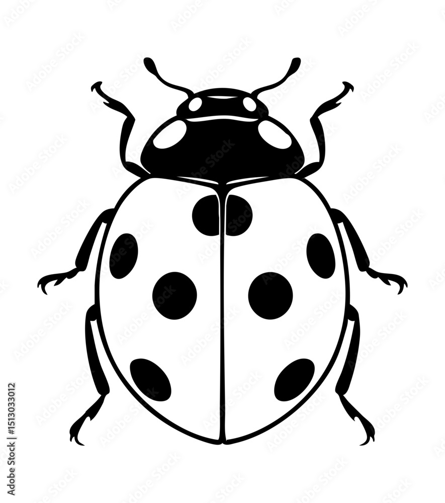 Fototapeta premium Ladybug Beetles Order Coleoptera