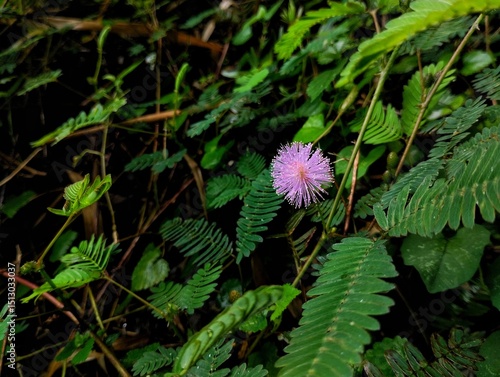 flowers from the mimosa plant (Mimosa pudica) that bloom beautifully