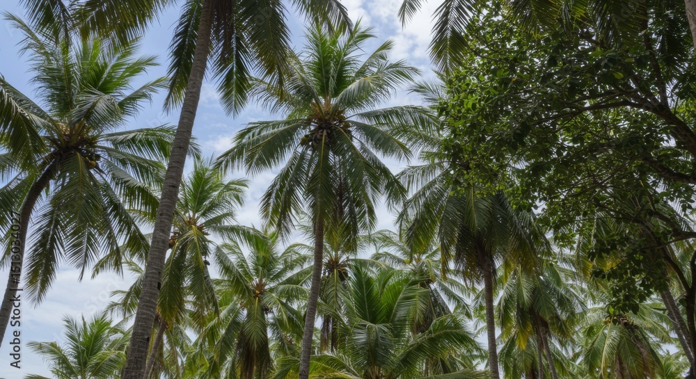 Naklejka premium Lush Tropical Palm Tree Grove Under a Bright Sky