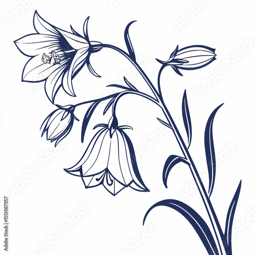 vector illustration of bellflowers