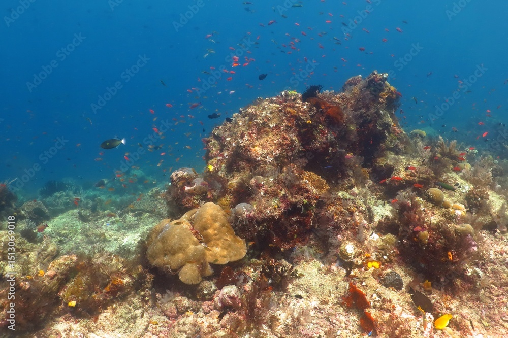 Fototapeta premium Blue tropical ocean, colorful underwater coral reef with fish and corals. Scuba diving on the reef in the exotic sea. Marine life in the sea, underwater photography from the scuba trip. Travel picture