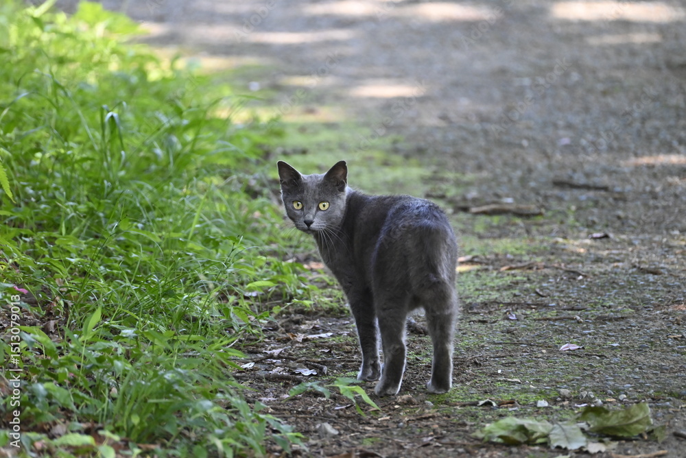 Fototapeta premium 猫ちゃん