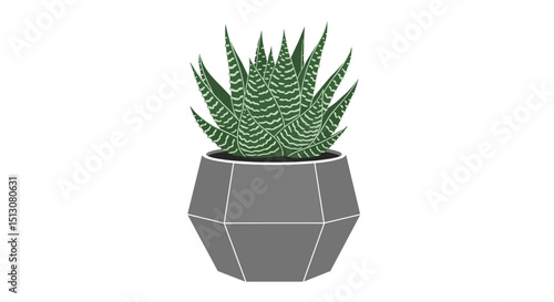 Zebra haworthia plant in a gray geometric pot with white lines on a white background illustration