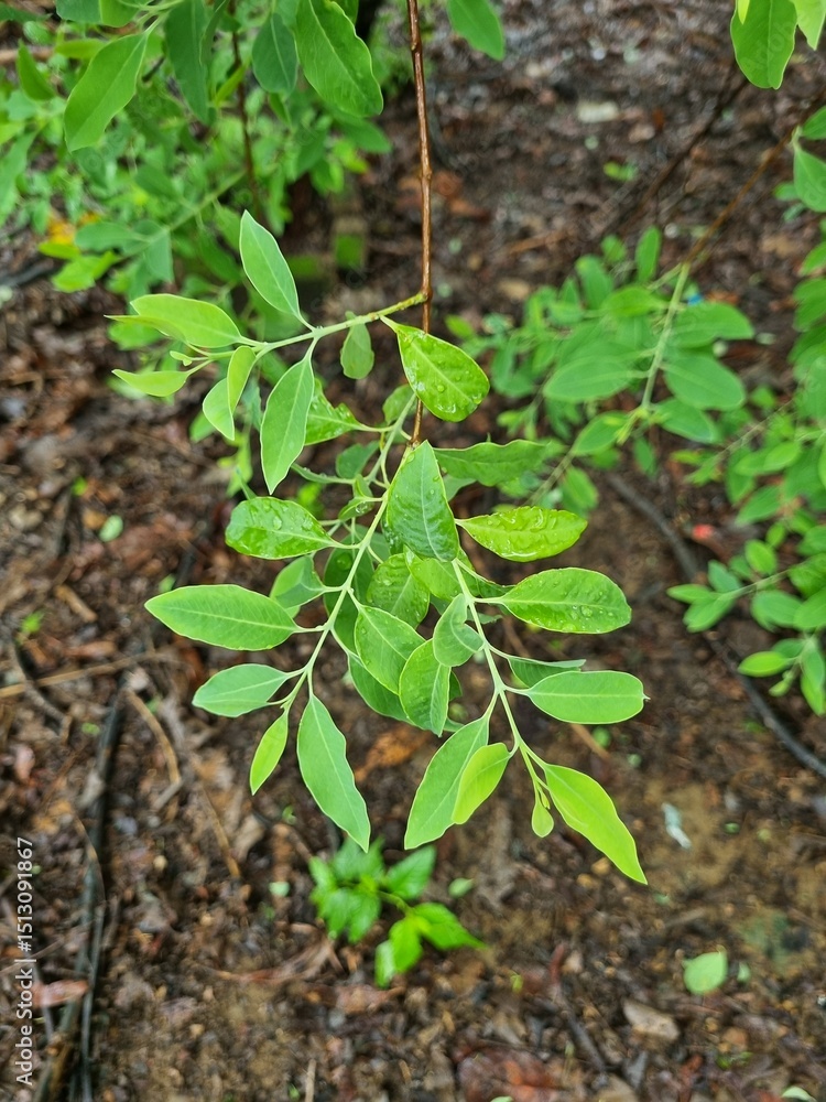 Obraz premium Sandalwood or Santalum Album green leaves and dark brown branches during early raining season